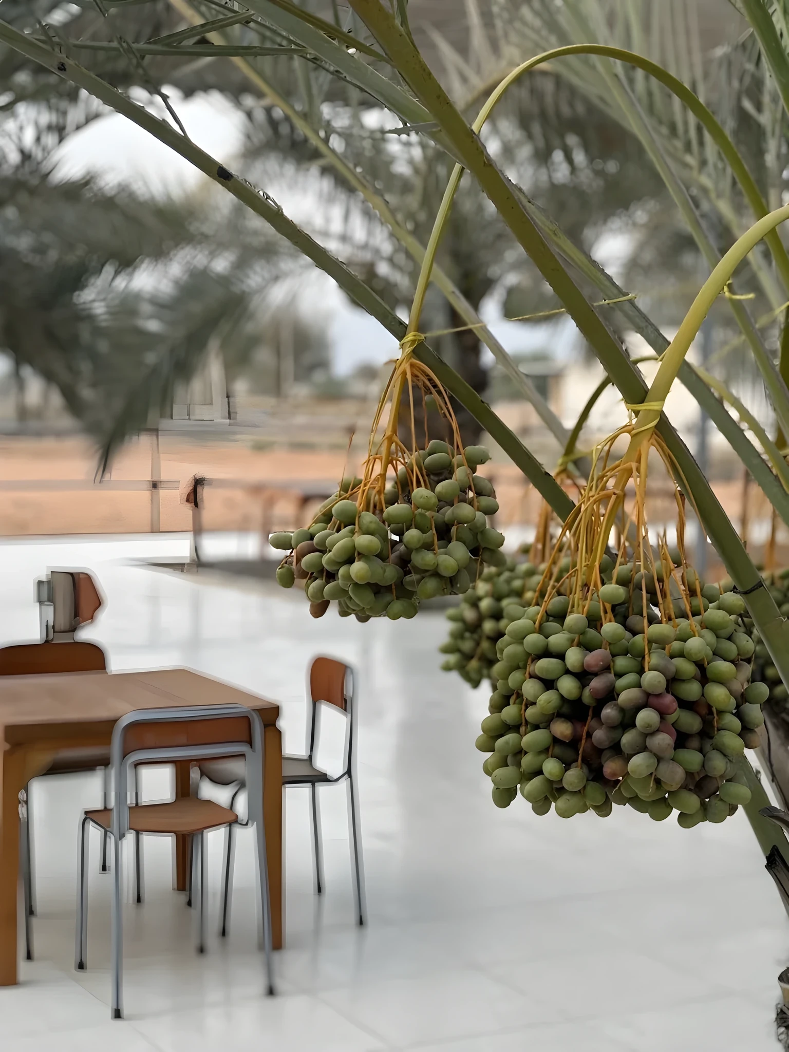Close-up of unripe green date bunches hanging from a palm tree, with a blurred tiled patio featuring wooden tables and metal-framed chairs and more palms in the background.