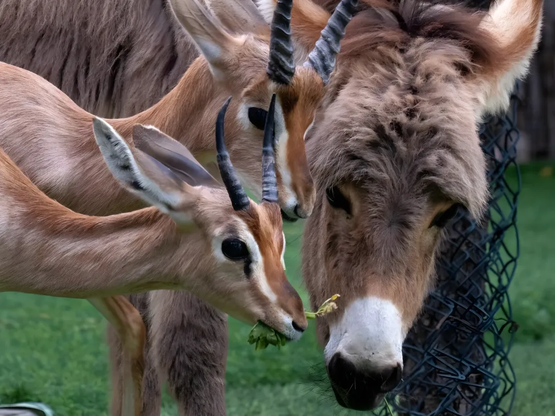 Wildland UAE: A Private Zoo in Ras Al Khaimah Worth the Day Trip
